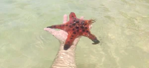 Starfish at Sao Beach