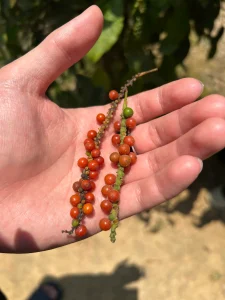 What You Learn on a Phu Quoc Pepper Farm 4