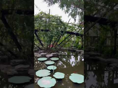 Ninh Binh #Travel #vietnam #shorts