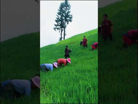 Thảo nguy&ecirc;n xanh m&aacute;t tại H&agrave; Giang  #camping #hiking #tabalo #shorts
