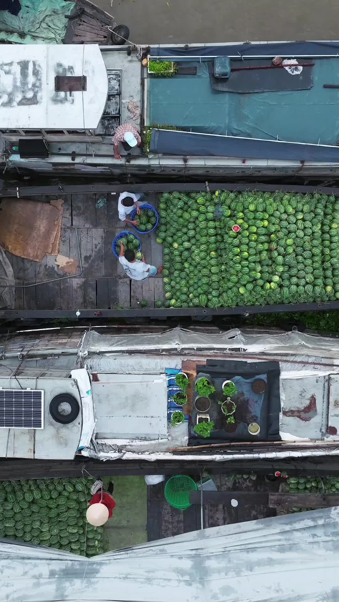 Cai Rang floating market (Can Tho) This morning, I woke up at 4:30 am, fueled by the anticipation of capturing Cai Rang market's magic from above. I arrived in the pre-dawn darkness and seized the opportunity to savor a tranquil moment with a cafe sua da (Vietnamese iced coffee), watching the river come to life. As the sun painted the sky, my drone took flight, revealing the enchanting dance of boats on the water. While the river didn't unfold as many fruit-laden boats as I'd hoped, the reel captures the essence of local life&mdash;watching farmers swap watermelons from one boat to another, a picturesque scene along the flowing rhythm of the Mekong&hellip; . . . . #cairang #floatingmarket #cantho #cairangfloatingmarket #dji #drone #birdview #djivietnam #mekong #vietnam #mekongdelta #southeastasia 