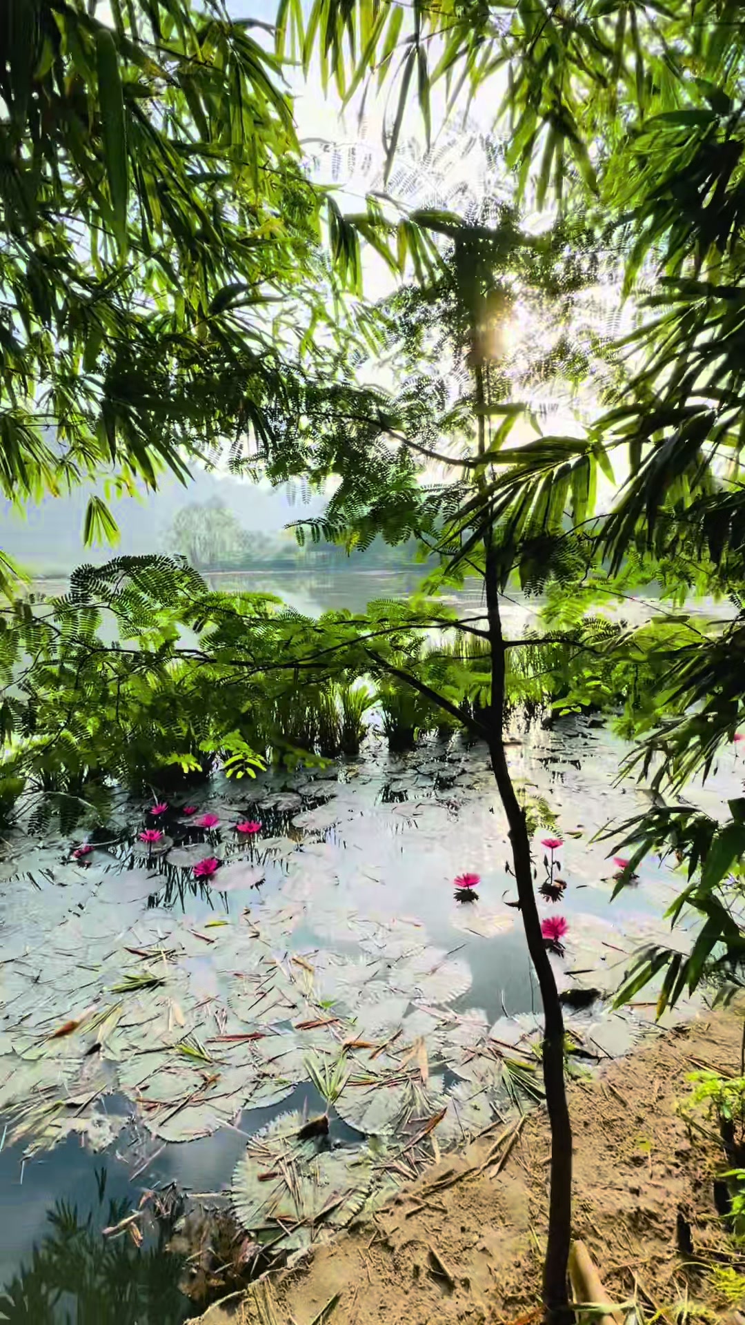 🌸🌿 Tam Coc Garden Resort is a sanctuary in the middle of nature. This is where we stayed for our trip to Ninh Binh, and it was beautiful, serene, and peaceful. #tamcocgardenresort #tamcoc #ninhbinh #ninhbinhvietnam #vietnam 