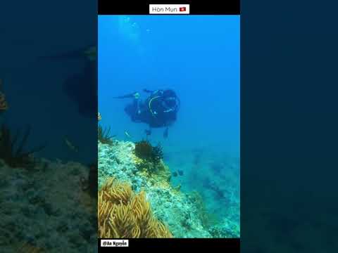 #Shorts #Vietnam #Travel #Nhatrang #Scubadiving - Lặn b&igrave;nh kh&iacute; H&ograve;n Mun - Nha Trang P3