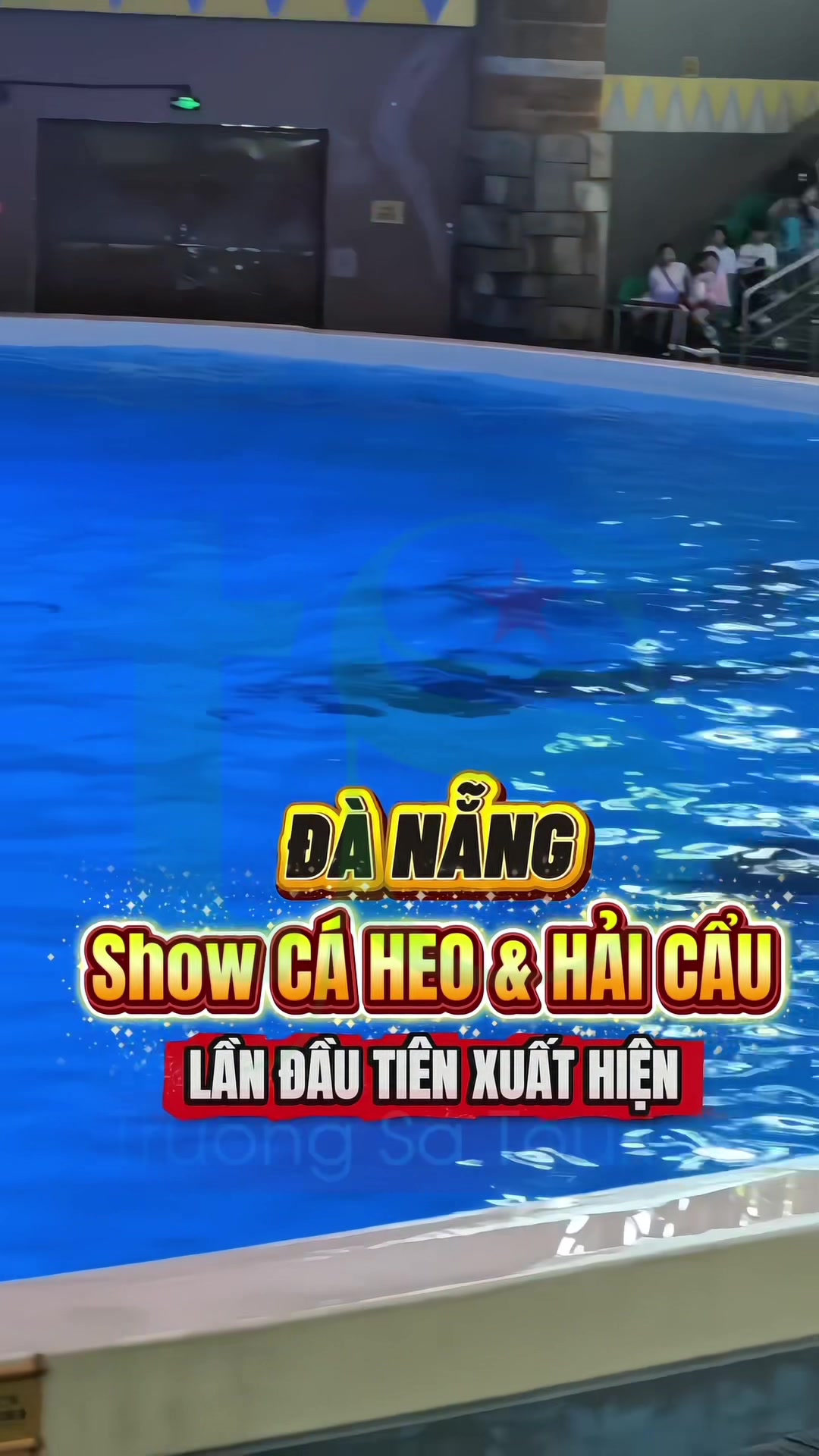 🐬Show c&aacute; heo đầu ti&ecirc;n v&agrave; duy nhất tại Đ&agrave; Nẵng c&oacute; đ&aacute;ng để trải nghiệm⁉️ #danangdolphinarium #showcaheodanang #danang #thienduongcoco #trending #xuhuong 