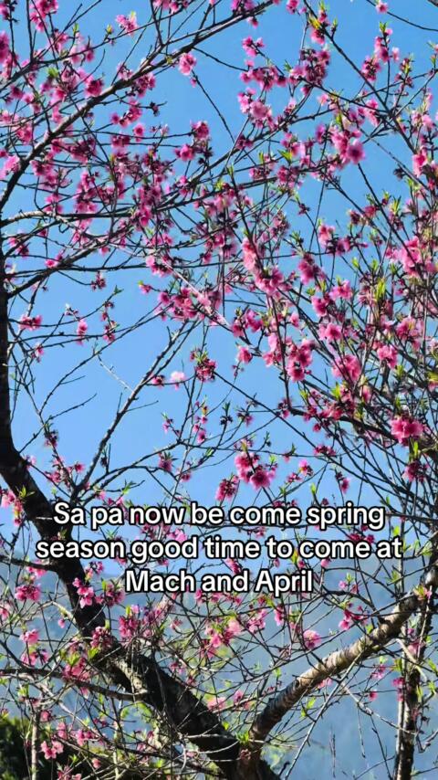 Let's pack our bags and come to Sapa Việt Nam everyone!we have best tour guide and beautiful view best time come at Mach and April #traveltiktok #sapavietnam #xuhuongtiktok #vietnam🇻🇳 #