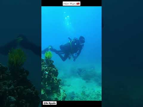 #Shorts #Vietnam #Travel #Nhatrang #Scubadiving - Lặn b&igrave;nh kh&iacute; H&ograve;n Mun - Nha Trang P2