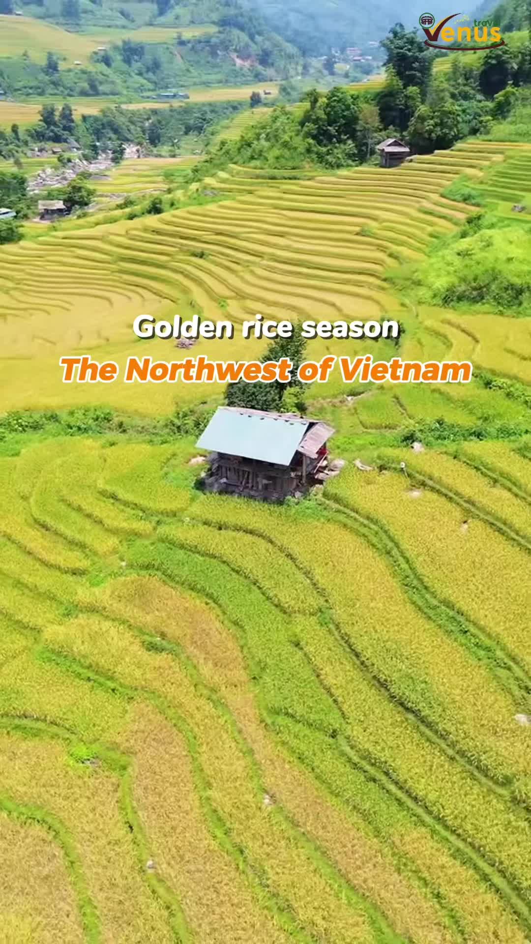 Golden fields are calling! Once a year, Northwest Vietnam turns into a sea of gold. Don&rsquo;t miss it!  📩 DM us to see it with your own eyes. #vietnamtravel #thingstodoinvietnam #viral #fyp #northernvietnam 