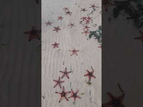 Starfish Beach in Phu Quoc Island #shorts