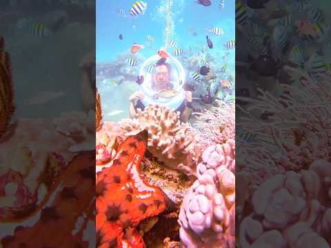 Scuba Diving in Nha Trang _ Lặn Biển ngắm san h&ocirc; tại Nha Trang, Việt Nam #beach  #scubadiving