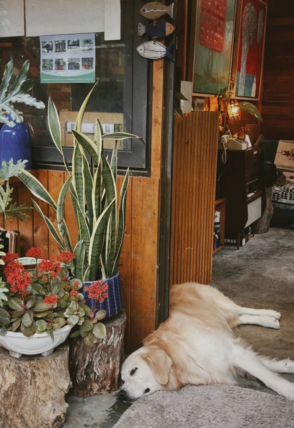 Một chiếc homestay si&ecirc;u xinh si&ecirc;u th&acirc;n thiện ở C&aacute;t B&agrave; m&agrave; &iacute;t người Việt biết c&ograve;n người T&acirc;y th&igrave; book rần rần. Anh chủ si&ecirc;u th&acirc;n thiện. Home c&ograve;n c&oacute; mấy nh&acirc;n vi&ecirc;n 4 ch&acirc;n si&ecirc;u xinh y&ecirc;u rất th&iacute;ch gạ kh&aacute;ch chơi nữaaaa. Ngo&agrave;i l&agrave;m homestay th&igrave; anh chủ cũng b&aacute;n cafe cho kh&aacute;ch v&atilde;ng lai nữa &aacute;. Nếu ai m&agrave; đi C&aacute;t B&agrave; th&igrave; c&oacute; thể suy nghĩ book ở Blue Lagoon nho&eacute; ~  #catba #biển #c&aacute;tb&agrave; #trending #bluelagoon #homestaycatba #dulichbien #dulichvietnam #afterstorm #cafecatba #cafeshop #dulichcatba 