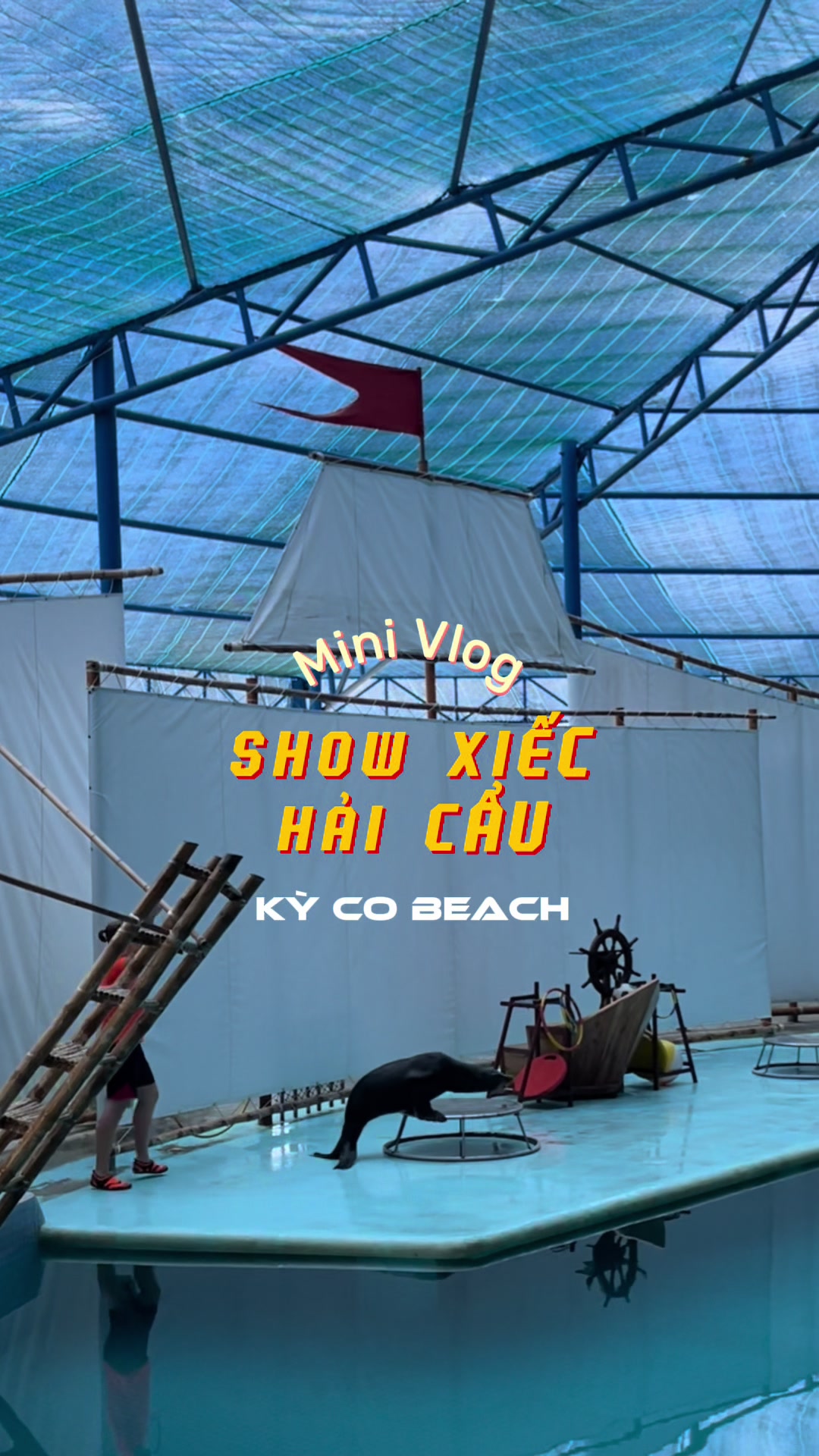 Đến Kỳ Co Beach xem show xiếc Hải Cẩu si&ecirc;u đ&aacute;ng y&ecirc;u n&agrave;y nh&eacute; 😍 #dulichquynhon #kycoeogio #kycobeach #xuhuong #haicau 