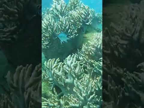 Vietnam Snorkeling, Nha Trang H&ograve;n Mun Islands | 베트남 나트랑 스노쿨링 #Shorts