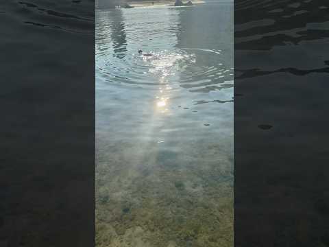 Русалочка?! | Mermaid?! | N&agrave;ng ti&ecirc;n c&aacute;?! &mdash; Нячанг, Вьетнам 🌊 iPhone 16 Pro#shorts