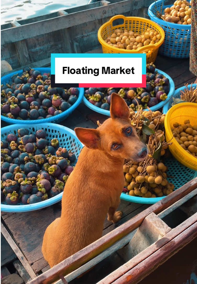 S&aacute;ng đi chợ nổi C&aacute;i Răng "FLOATING MARKET" gặp mấy đại ca n&agrave;y. Kh&aacute;ch m&igrave;nh bảo mấy đại ca l&agrave; " FLOATING DOGS "  ------------------------------------ #mekongtourwithlam #viral #vietnamtravel #cantho #vietnam 