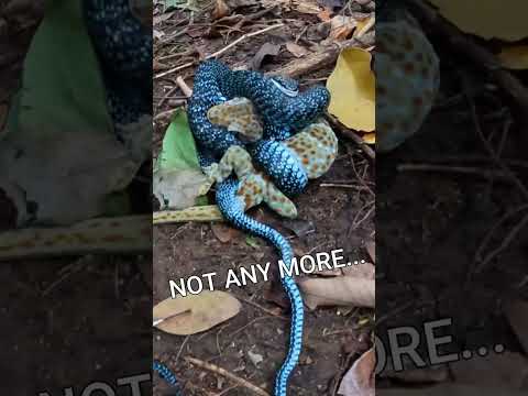 Rare Encounter in the Rainforests of Con Dao Island, Vietnam