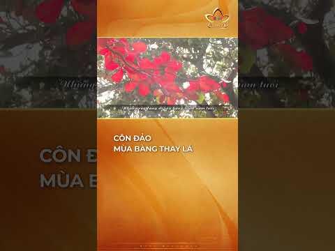 C&ocirc;n Đảo - m&ugrave;a b&agrave;ng thay l&aacute; #bchannel