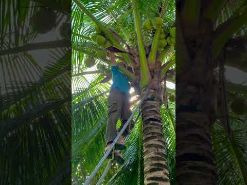 H&aacute;i dừa tại Amiana Resort Nha Trang #shorts #coconut #nhatrang #nature