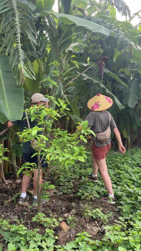 H&aacute;i xong c&aacute;i l&agrave; nộm lu&ocirc;n phải n&oacute;i l&agrave; ngon hết sảy lu&ocirc;n 🥰🥰 ------------------------------------------ Trang An Farmhouse & Cooking Class - Join the farm-to-table cooking class in Ninh Binh 📍: Ang Ngu, Hoa Lu District, Ninh Binh 📱: (+84) ⁨097 402 66 67⁩ (Whatsapp/Zalo) #TrangAnFarmhouse #CookingClass #NinhBinh #NinhBinhCookingClass #Vietnam