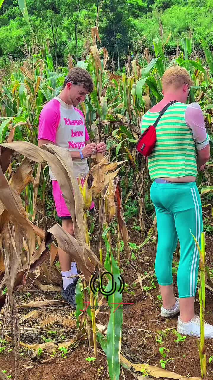 While traveling to Ha Giang, I suddenly found myself collecting corn for local people😄😄#Jasminetours#hagiangloop#dulich#trainghiem#hagiang#xuhuongtiktok