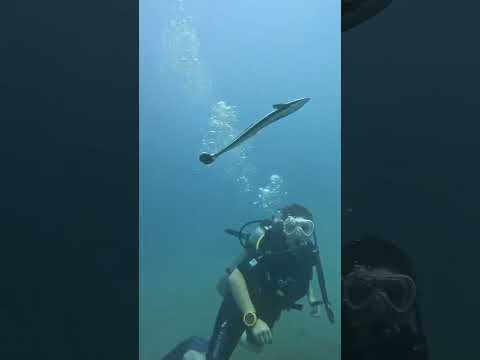 Scuba Diving Nha Trang #travel #scubadiving #nhatrang #viralvideo #viralshorts