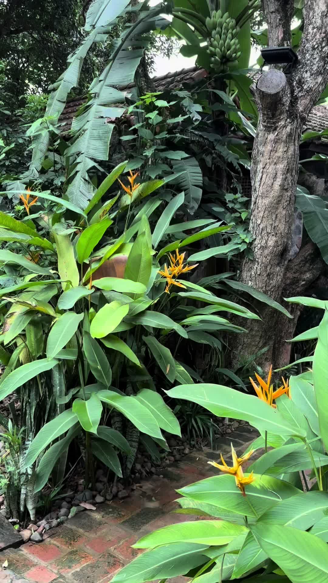 Vietnam 🇻🇳 Summer Vacation 2025  My family and I traveled to Vietnam for summer vacay. We spent 3 days in the cutest bungalow at the Tam Coc Garden Resort. I highly recommend this place. The staff was phenomenal and the grounds were breathtaking. 🌺  #vietnam #ninhbinh #tamcoc #blacktiktok #blackgirltravel #vacation #familyvacation #asia 