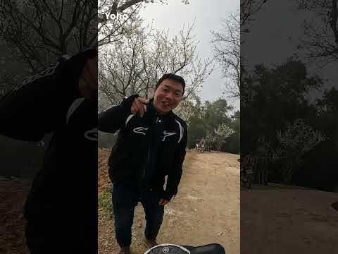 Vườn Mận Chiến Phố Ho&agrave;ng Su Ph&igrave; H&agrave; Giang - Yoho - #shorts