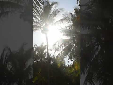 #Shorts Summer at Pandanus Resort