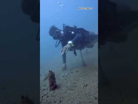 Kh&aacute;m ph&aacute; đại dương 🌝 - #shorts #nhatrang #Vietnam #AnLongBong #Diving #ocean