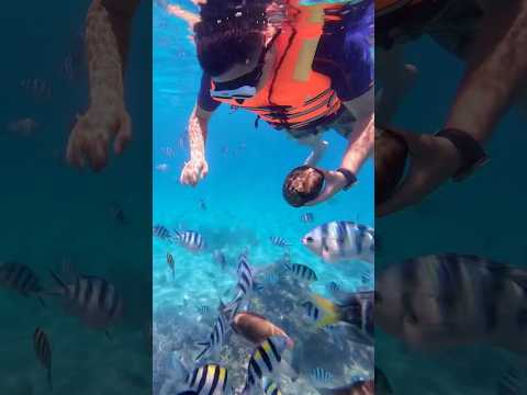 Lặn Snorkeling tại H&ograve;n Mun Nha Trang 🤿 #dulich #dulichnhatrang #honmun #snorkeling #travel