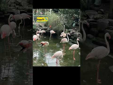 5 Best Park Must Visit in Ho Chi Minh City Vietnam #shorts #hochiminhtoday #vietnamtourism