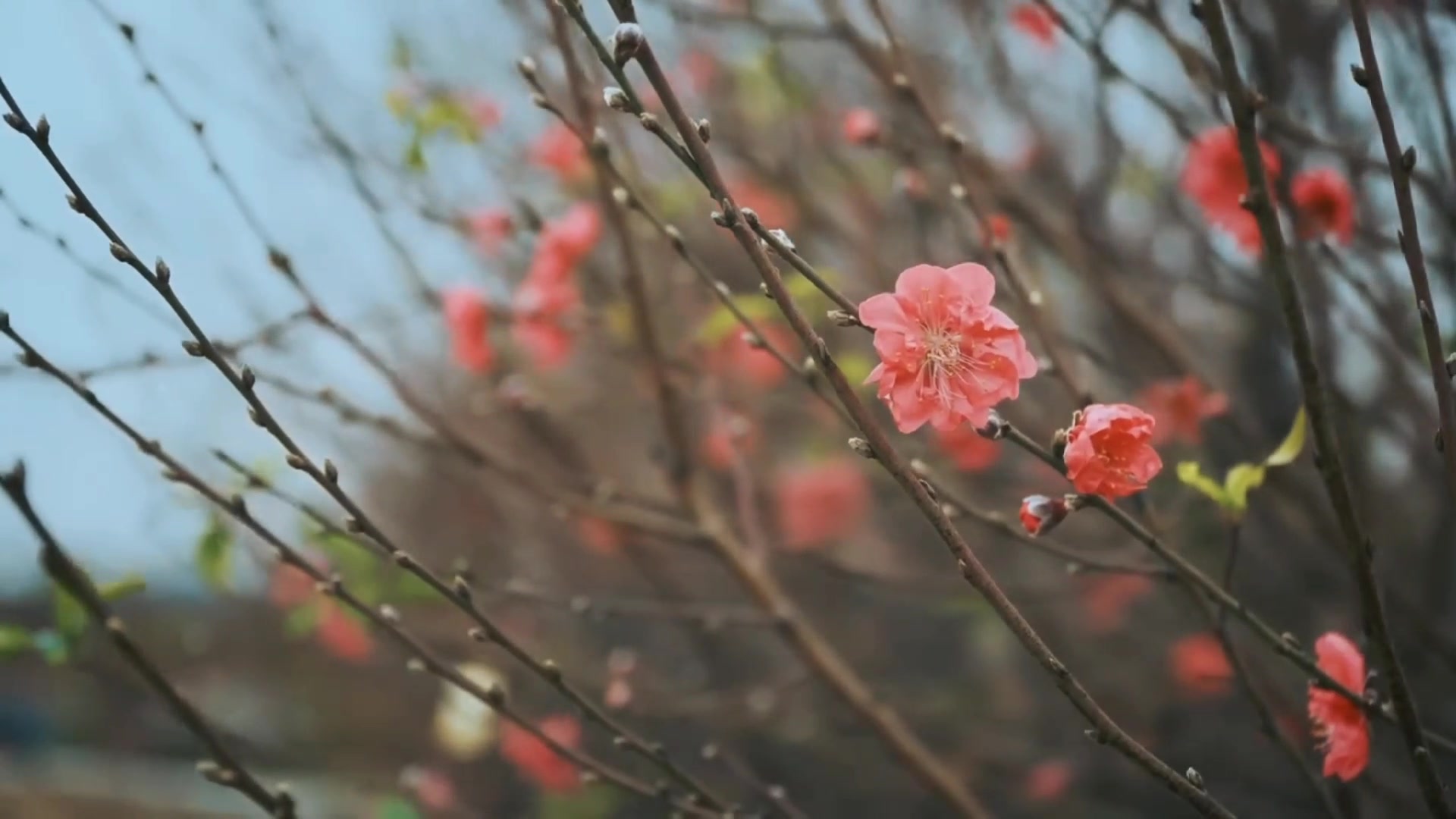 Tết Nguy&ecirc;n đ&aacute;n, c&ograve;n gọi l&agrave; Tết Cả hay Tết Ta, l&agrave; lễ hội lớn nhất v&agrave; quan trọng nhất của người Việt, đ&aacute;nh dấu sự giao thoa giữa năm cũ v&agrave; năm mới, giữa trời, đất v&agrave; con người. Tết kh&ocirc;ng chỉ l&agrave; dịp đo&agrave;n tụ gia đ&igrave;nh m&agrave; c&ograve;n l&agrave; l&uacute;c con ch&aacute;u thể hiện l&ograve;ng th&agrave;nh với tổ ti&ecirc;n. T&ecirc;n "Tết Nguy&ecirc;n đ&aacute;n" xuất ph&aacute;t từ chữ H&aacute;n, trong đ&oacute; "nguy&ecirc;n" nghĩa l&agrave; khởi đầu, "đ&aacute;n" l&agrave; buổi s&aacute;ng. D&ugrave; c&oacute; nguồn gốc từ văn h&oacute;a n&ocirc;ng nghiệp, Tết Nguy&ecirc;n đ&aacute;n của Việt Nam c&oacute; n&eacute;t ri&ecirc;ng so với c&aacute;c nước, l&agrave; biểu tượng của sự h&agrave;i h&ograve;a Thi&ecirc;n - Địa - Nh&acirc;n v&agrave; mong ước về một năm mới b&igrave;nh an, may mắn. #tetnguyendan #tet2025 #tetta #AtTy #tetdoanvien #tetsumvay #nammoi #music #nhachaymoingay #xh #fyp 