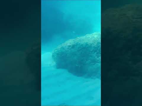 Lặn biển b&ecirc;n v&aacute;ch n&uacute;i tại vịnh Nha Trang #camping #nature #shorts #travelvlog #sea